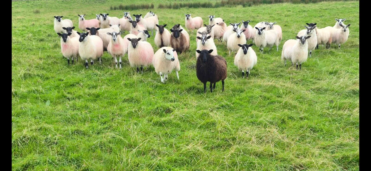 Mule Ewe Lambs - Image 3