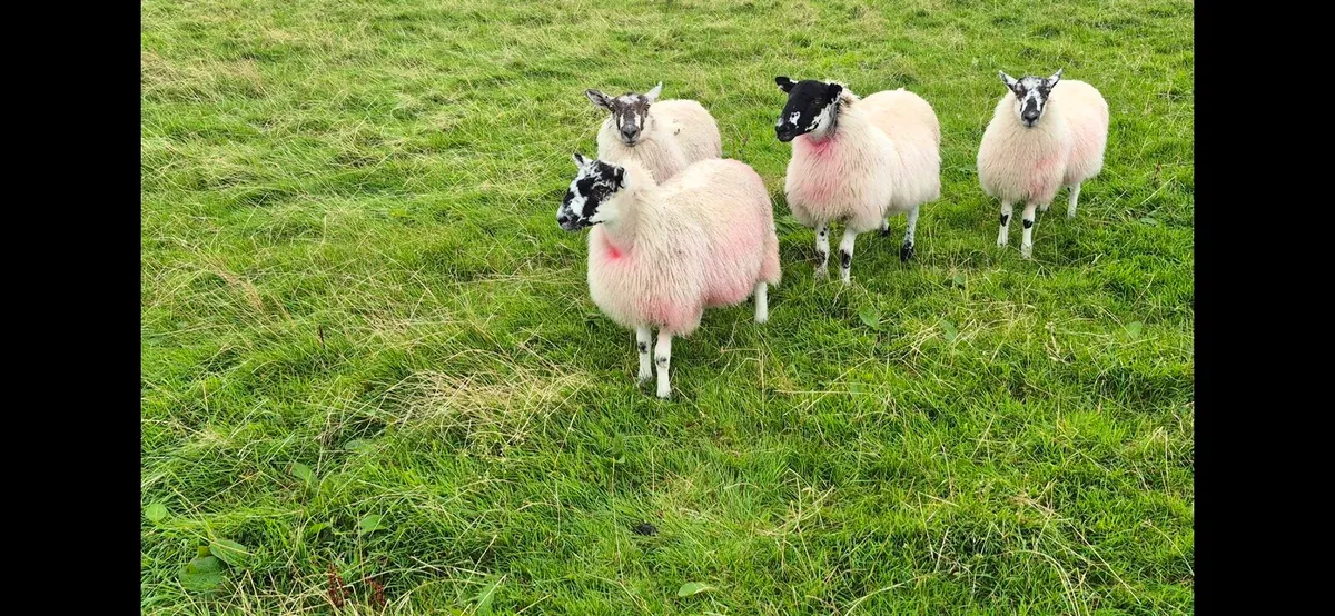 Mule Ewe Lambs - Image 2