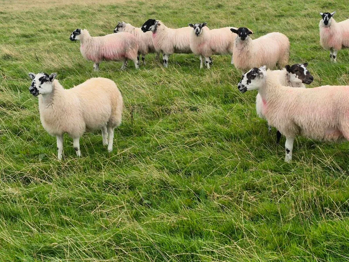 Mule Ewe Lambs - Image 4