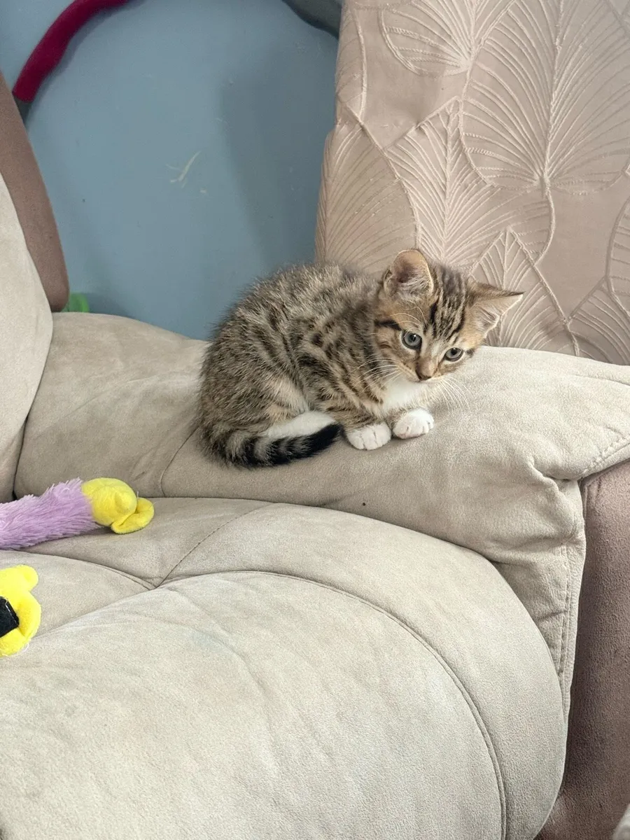 1 Kitten left for sale - Image 3