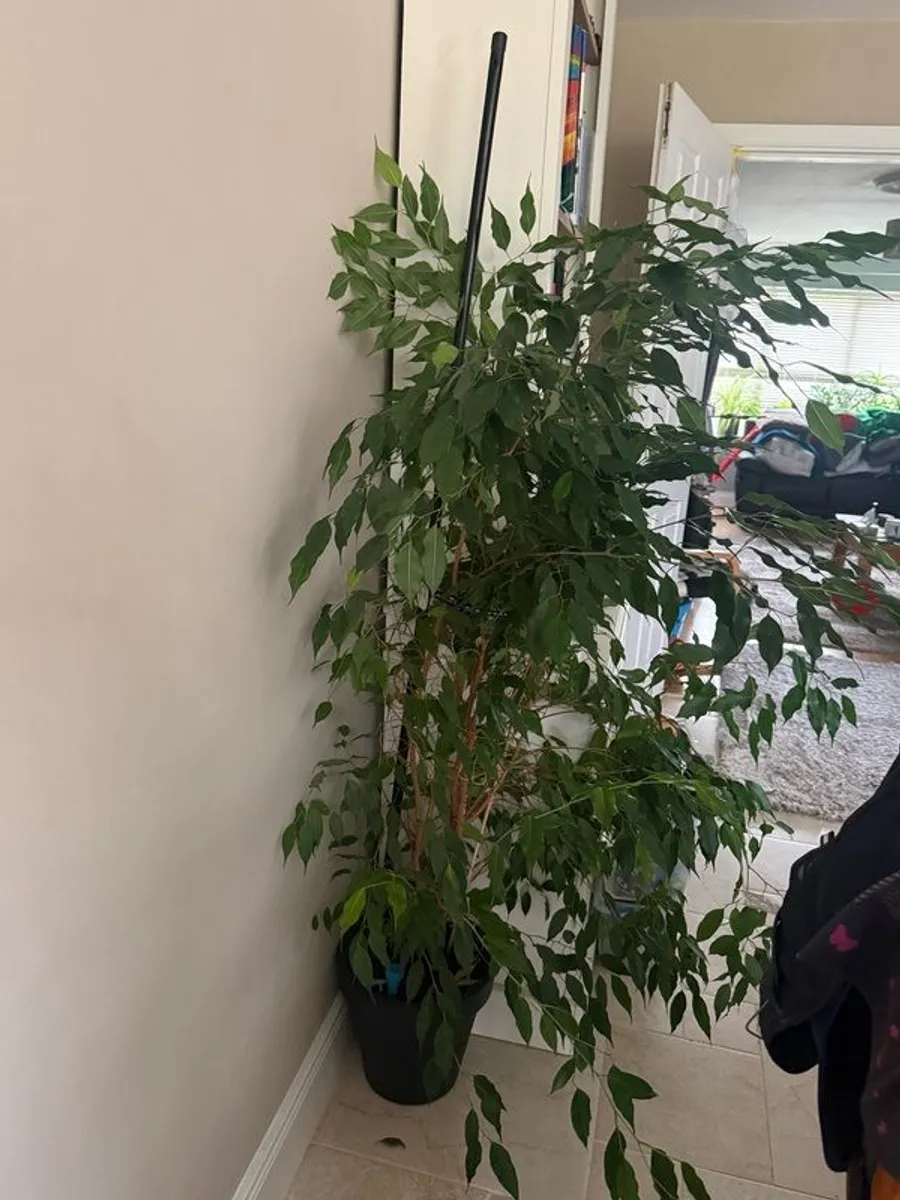 ficus Benjamina large