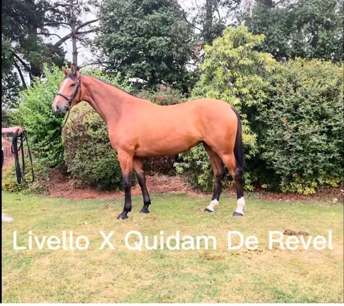3yr old Filly - Image 1