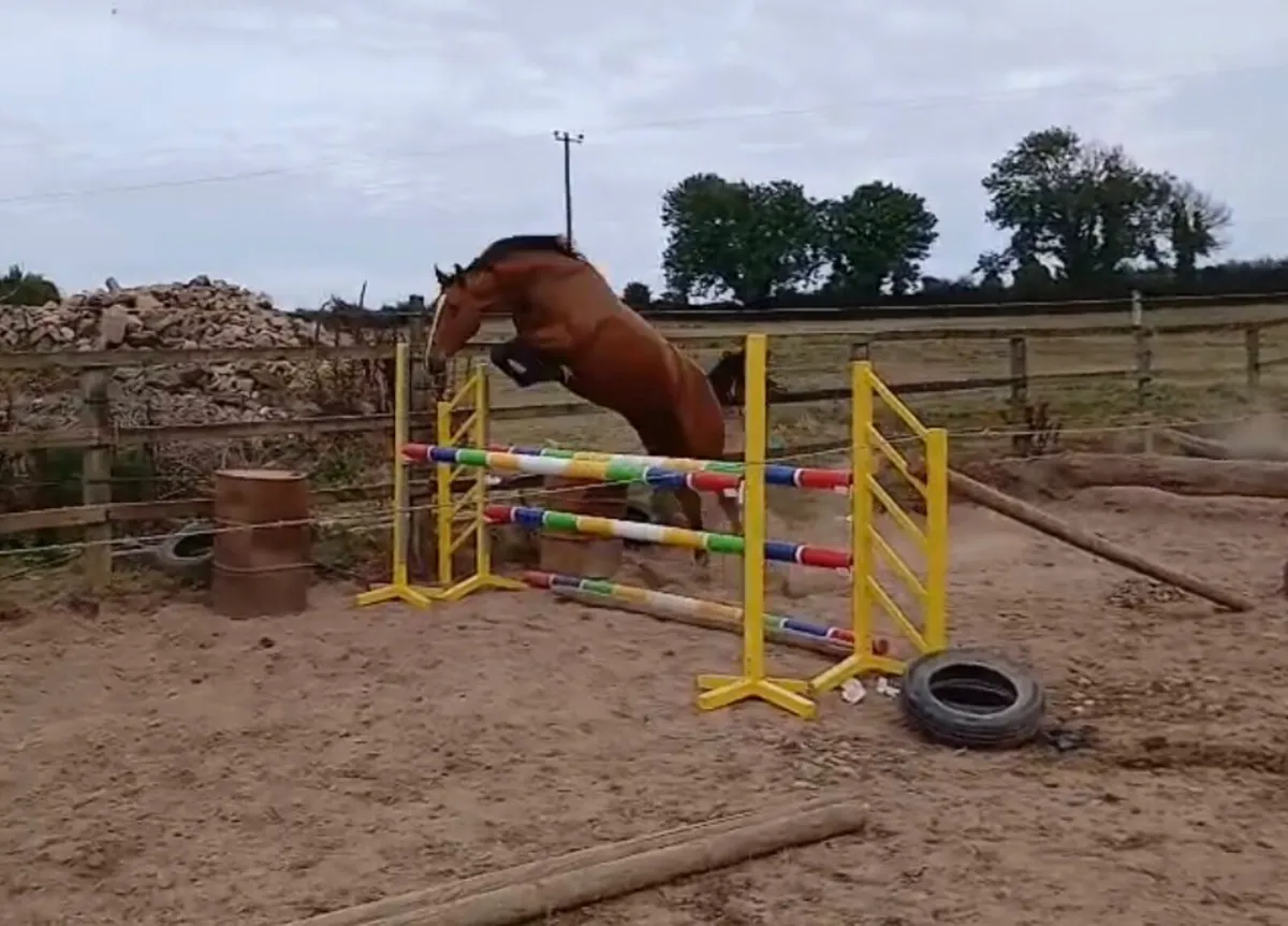3yr old Filly - Image 2