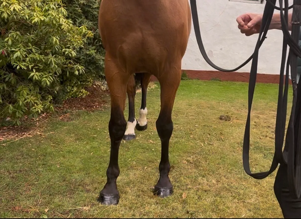 3yr old Filly - Image 3