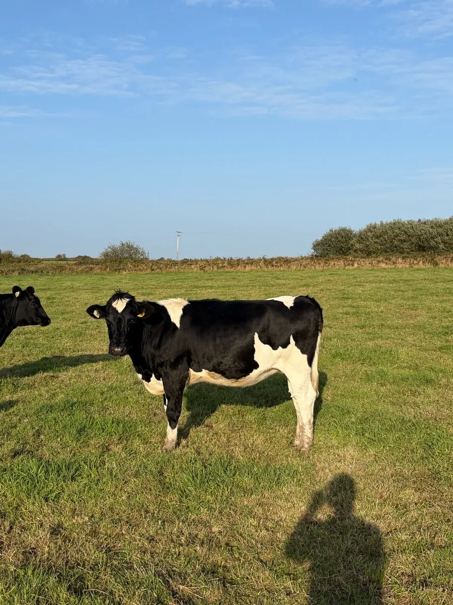 5 British Fr In - Calf Heifers - Image 2