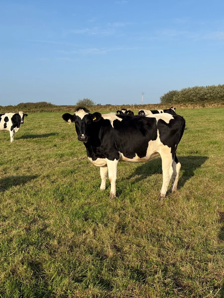 5 British Fr In - Calf Heifers - Image 3