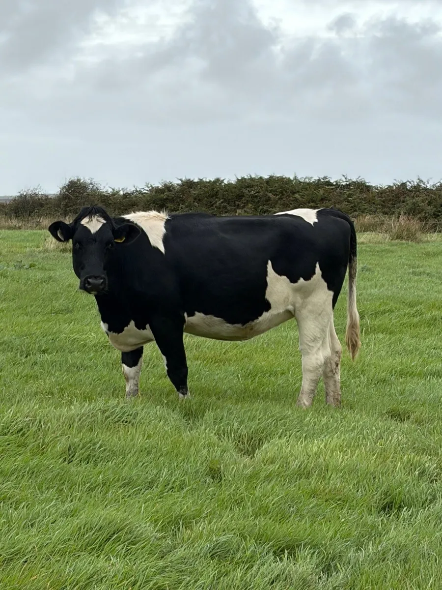 5 British Fr In - Calf Heifers - Image 1
