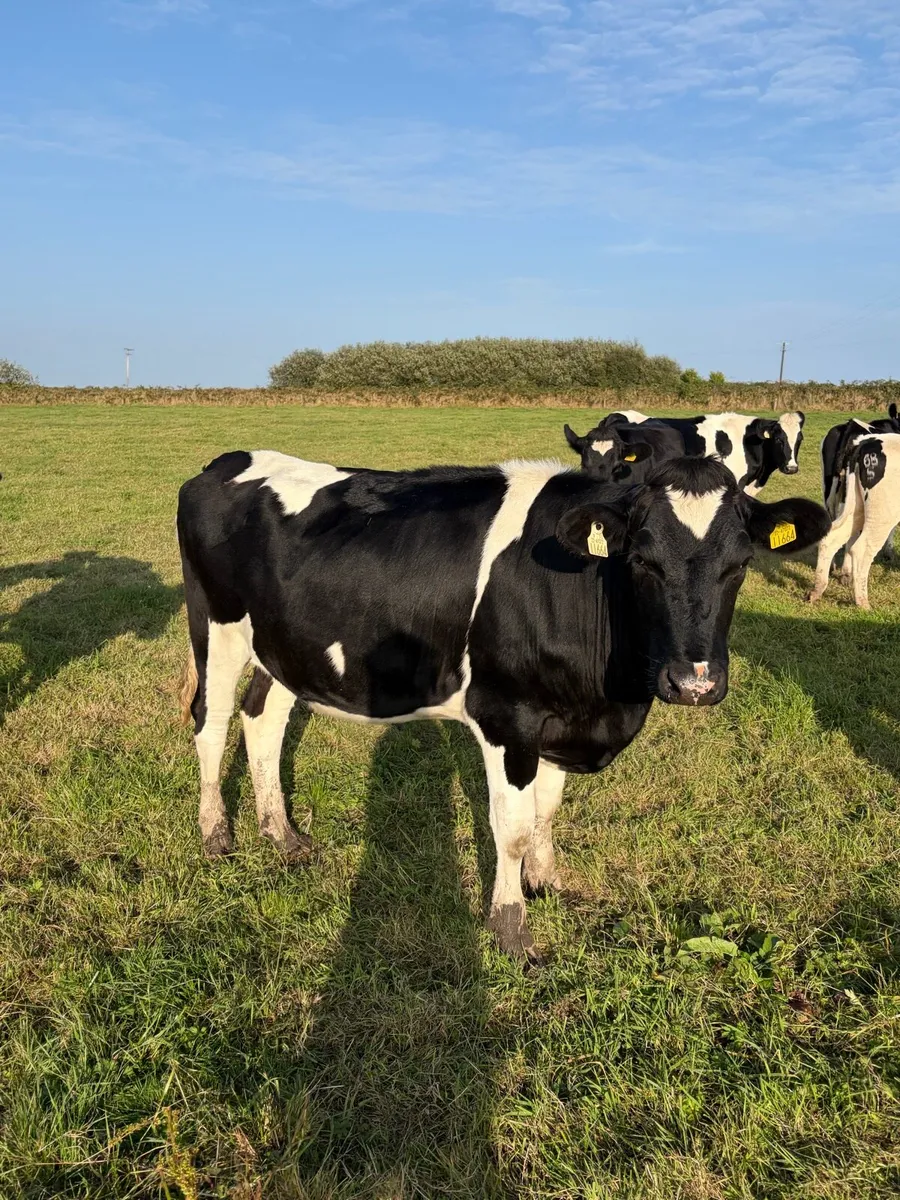 5 British Fr In - Calf Heifers - Image 4