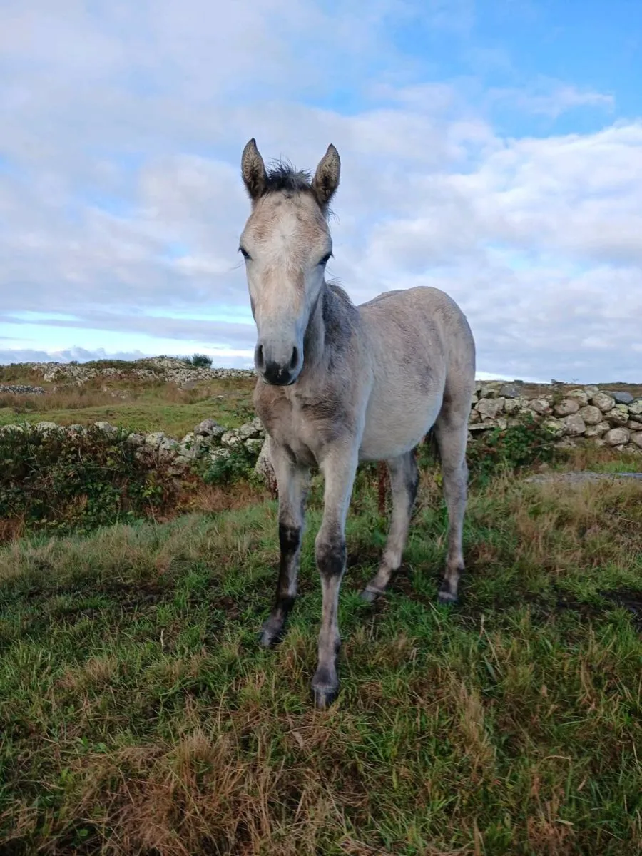 Connemara ponies - Image 1