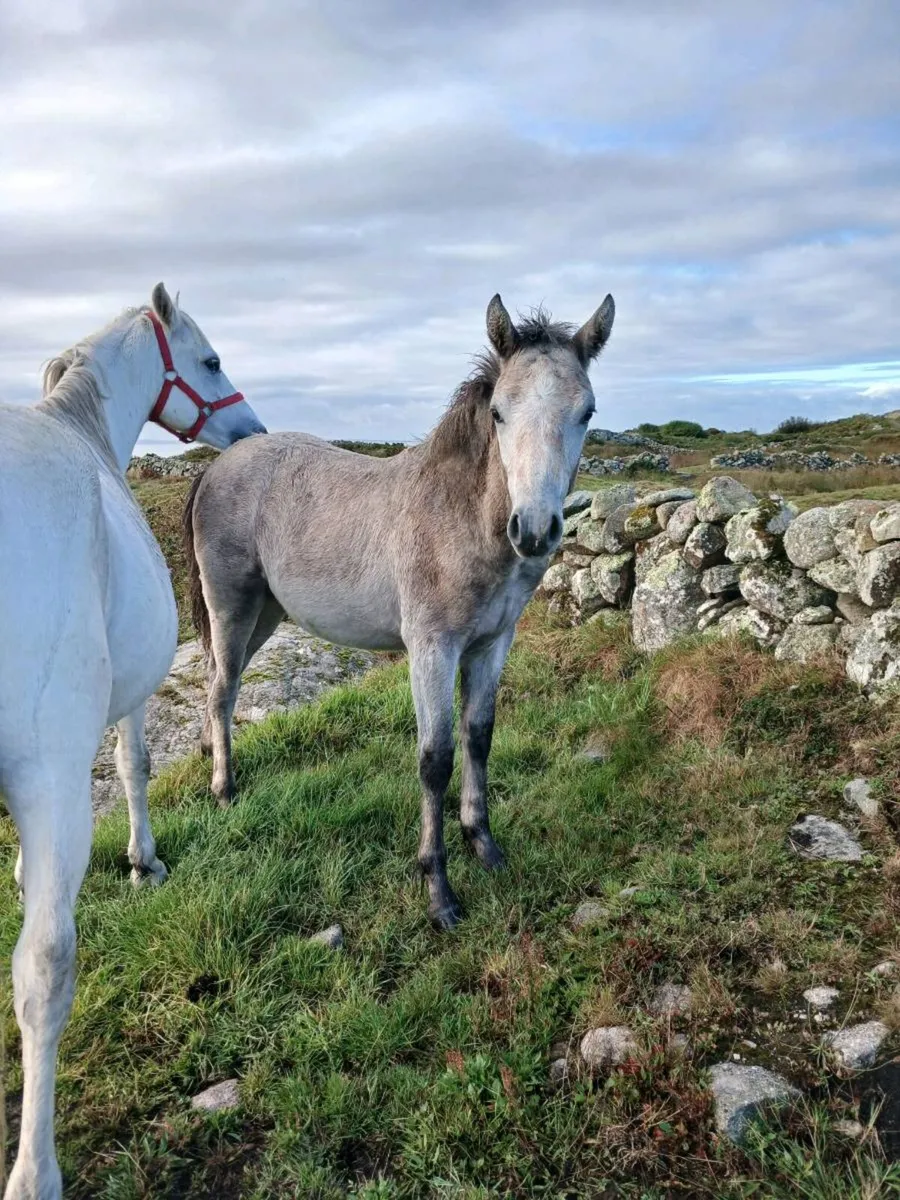 Connemara ponies - Image 2