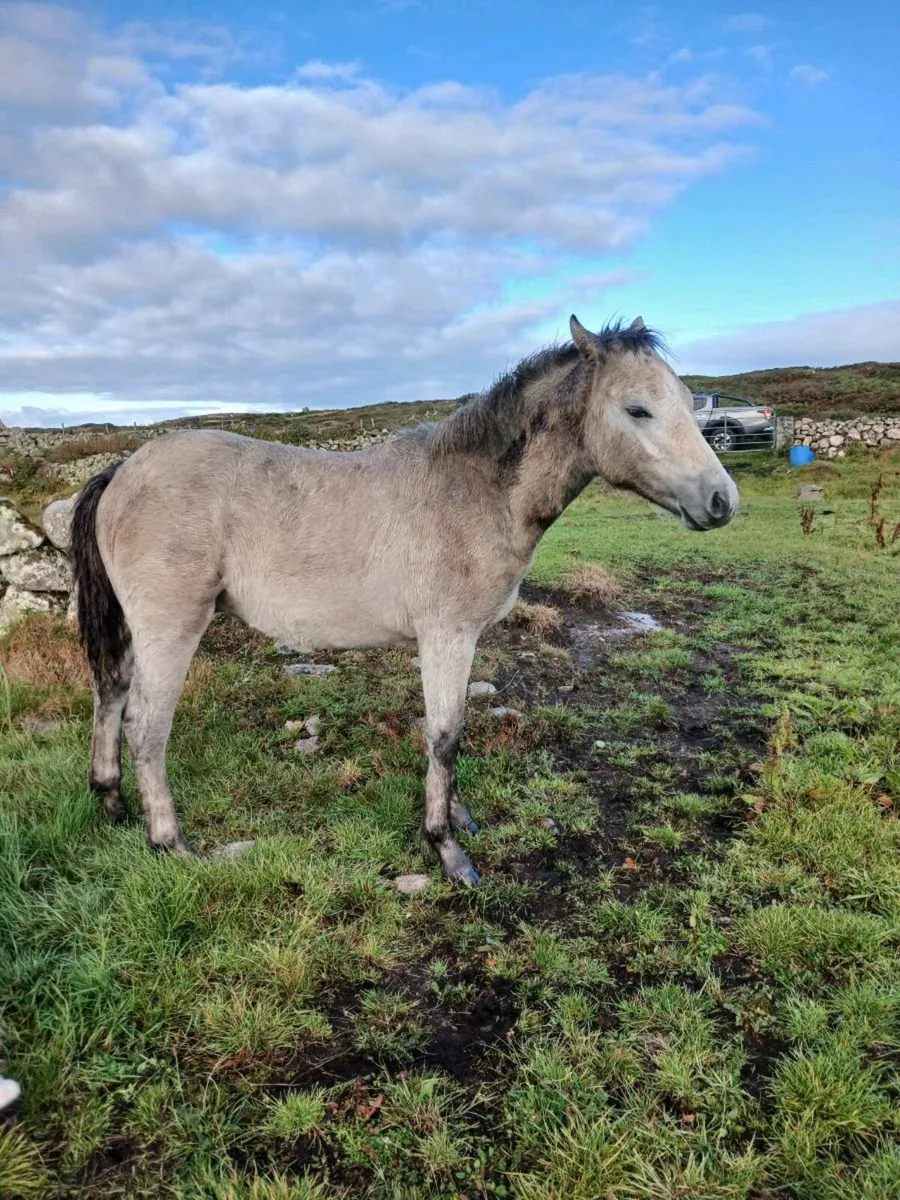 Connemara ponies - Image 3