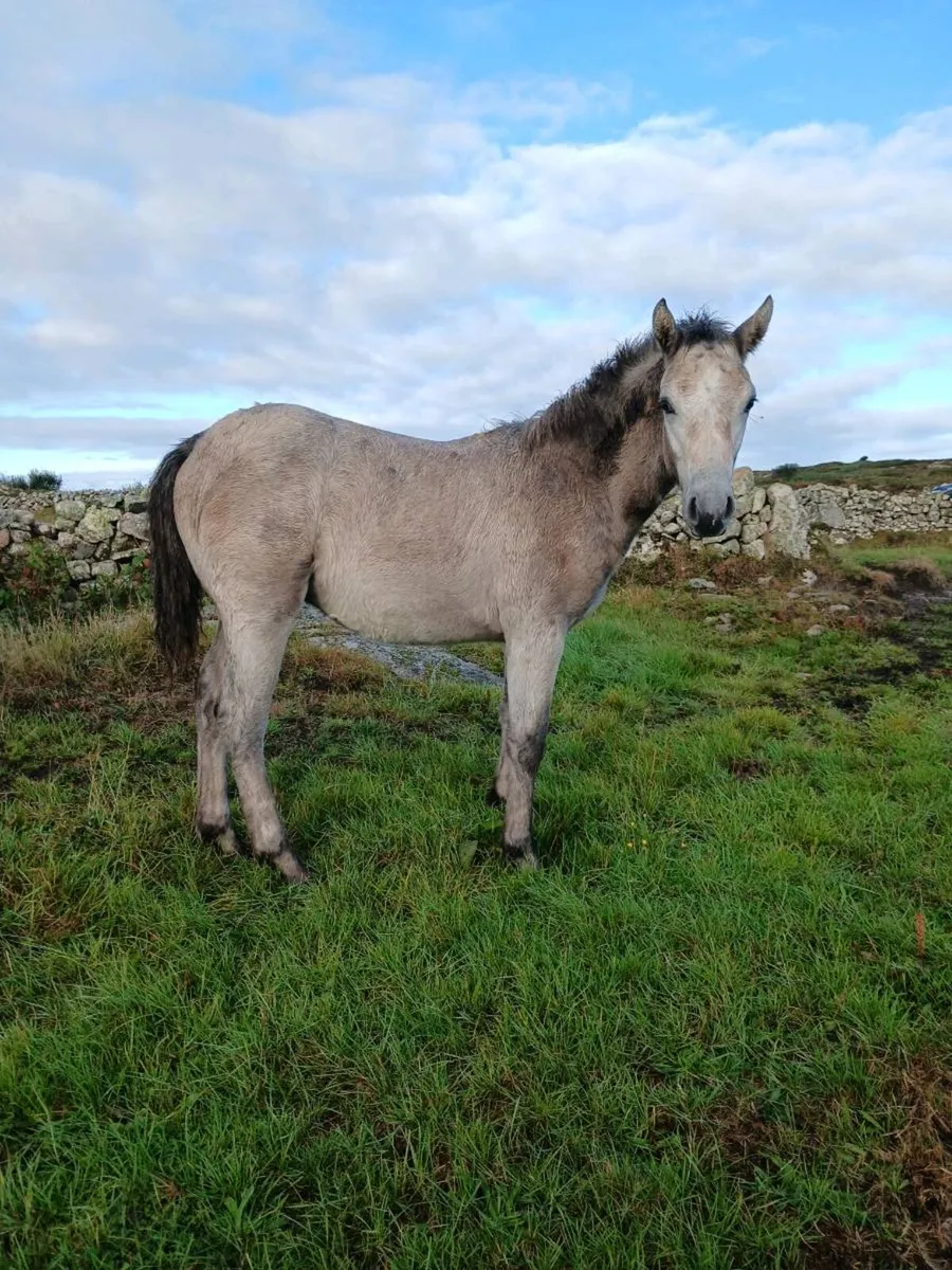 Connemara ponies - Image 4