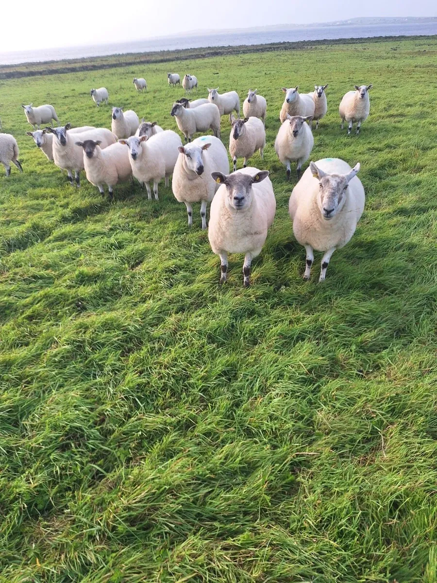 Hoggetts for sale - Image 1
