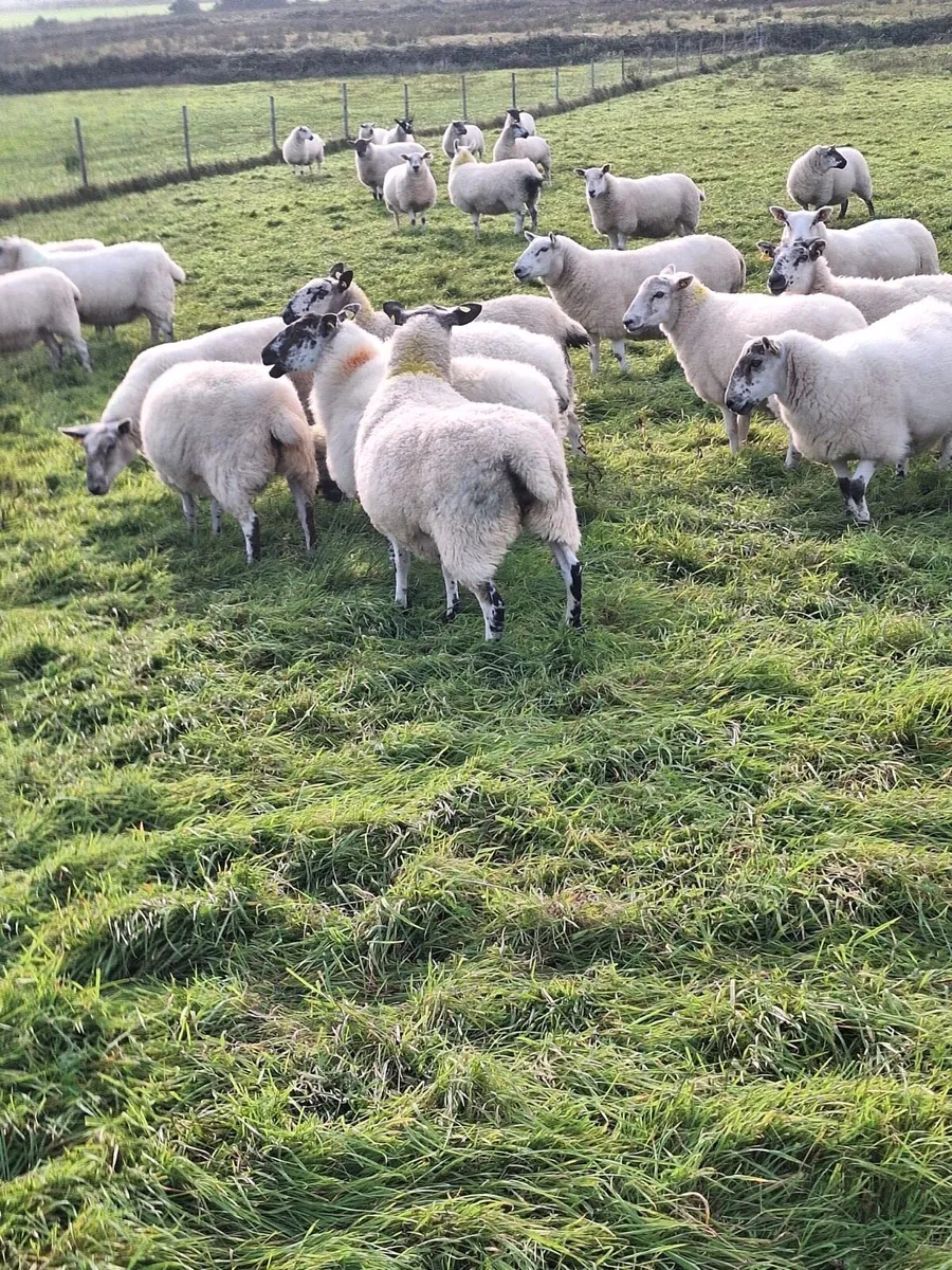 Hoggetts for sale - Image 2