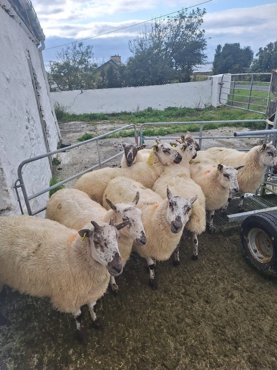 Hoggetts for sale - Image 3