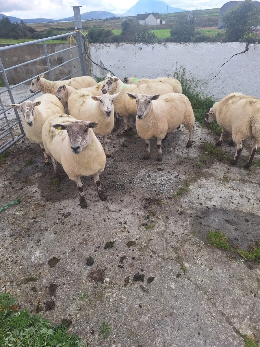 Hoggetts for sale - Image 4