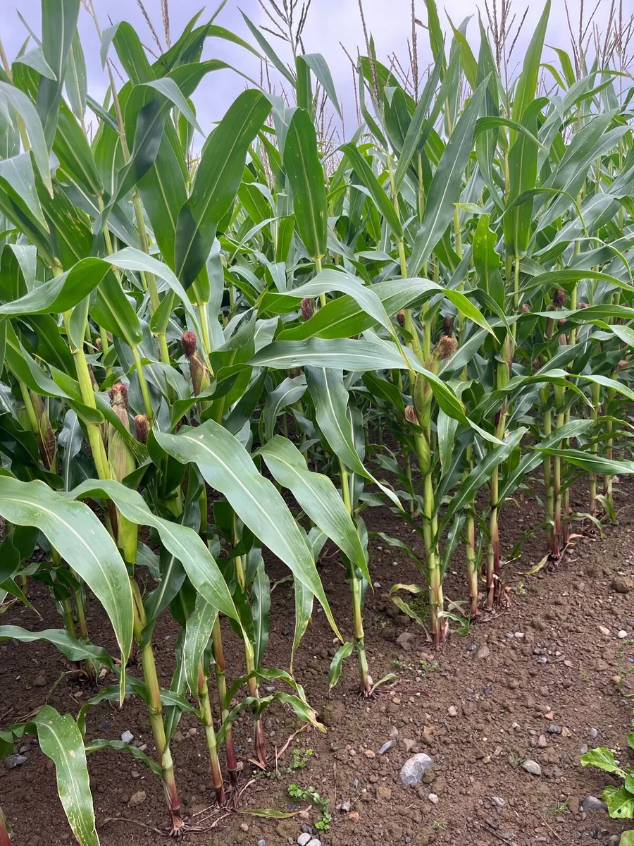 Maize - Image 1