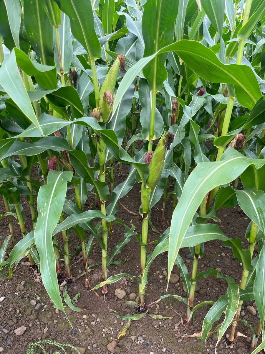 Maize - Image 2