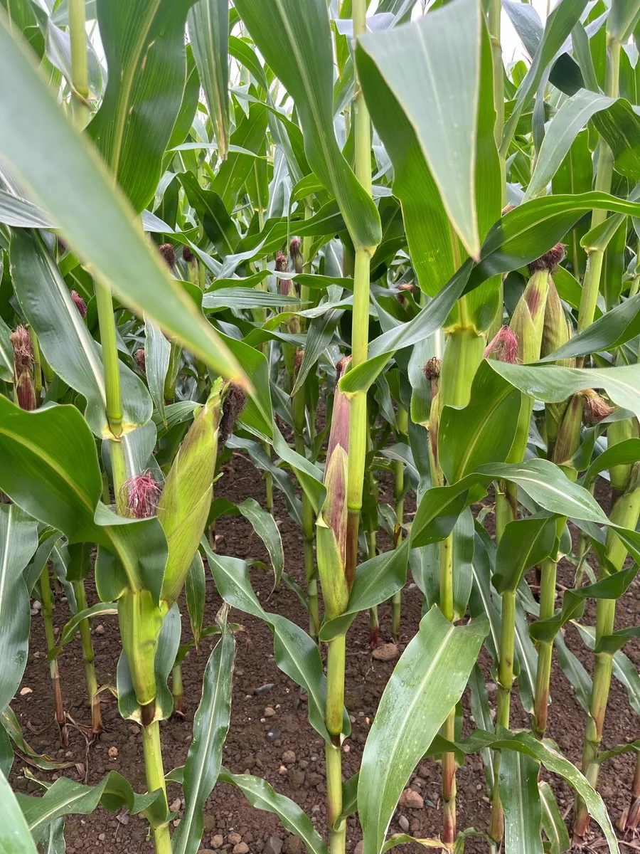 Maize - Image 3