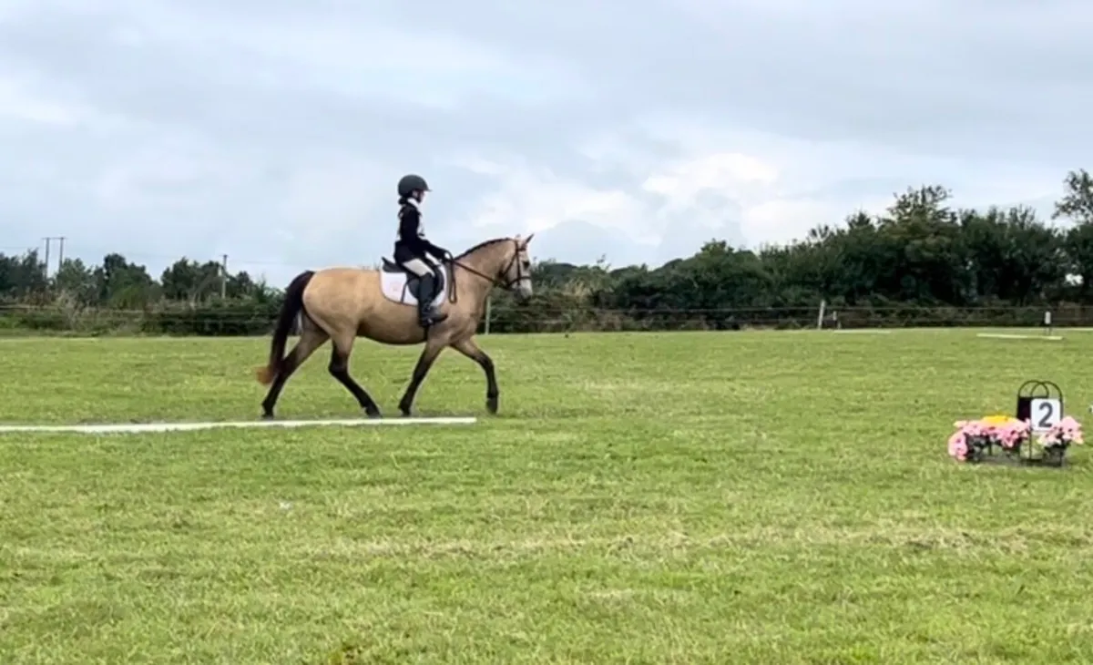13.2 pony - Image 3