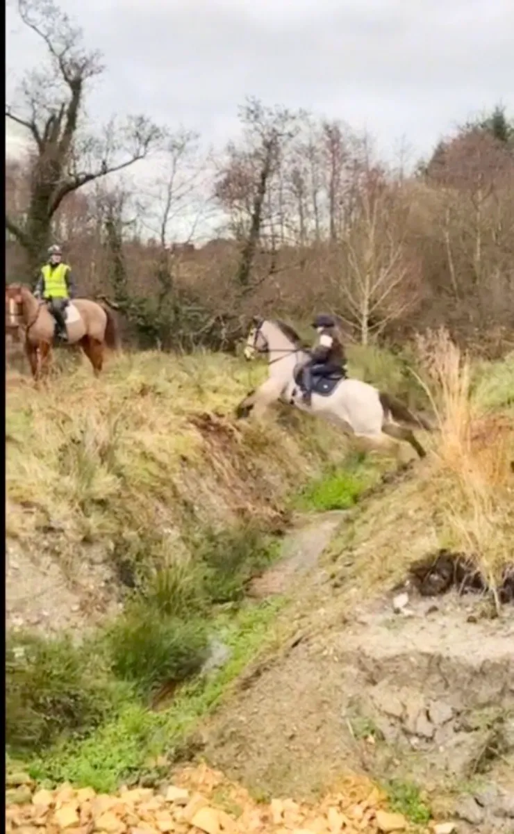 13.2 pony - Image 4
