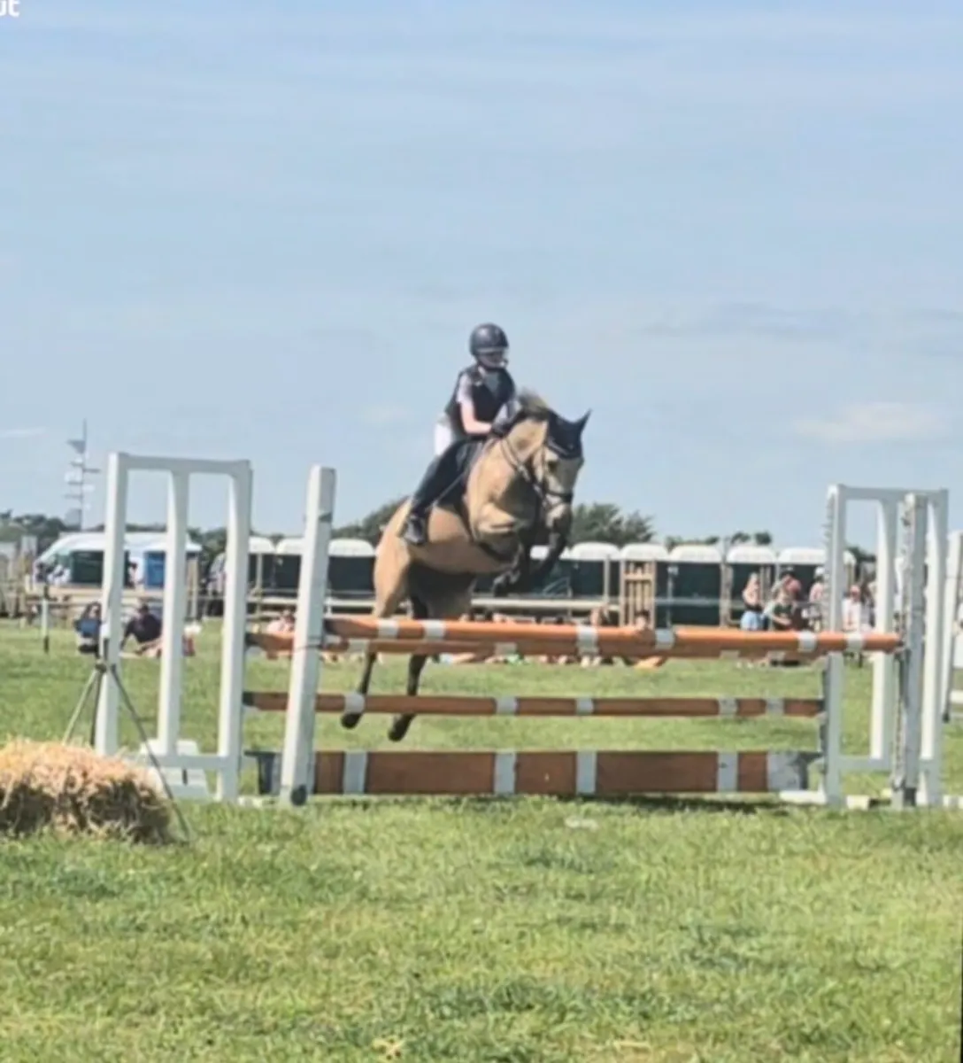 13.2 pony - Image 1