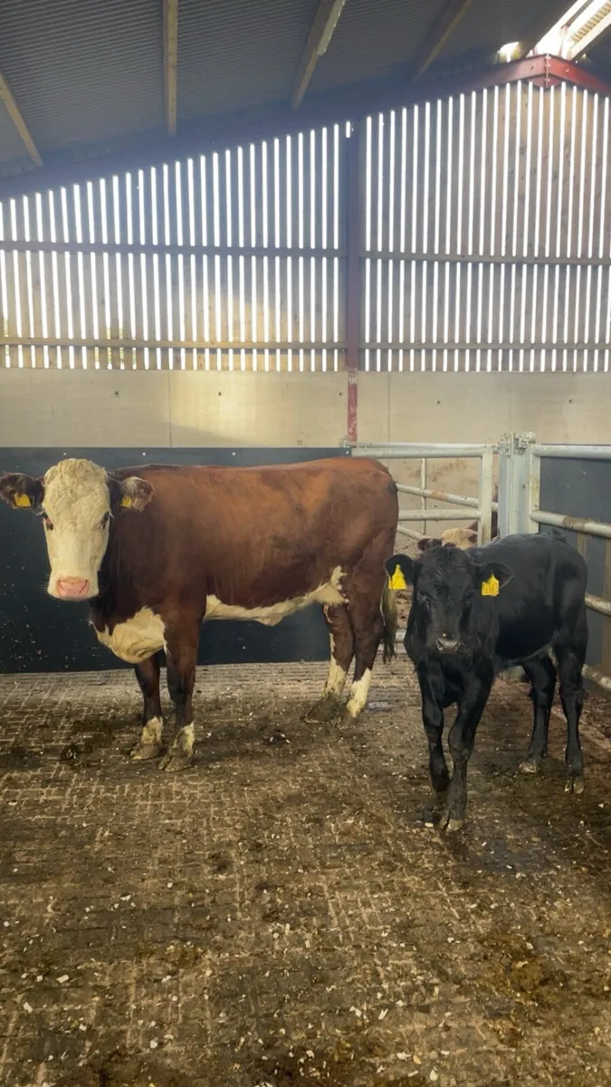 Hereford cow and calf - Image 1