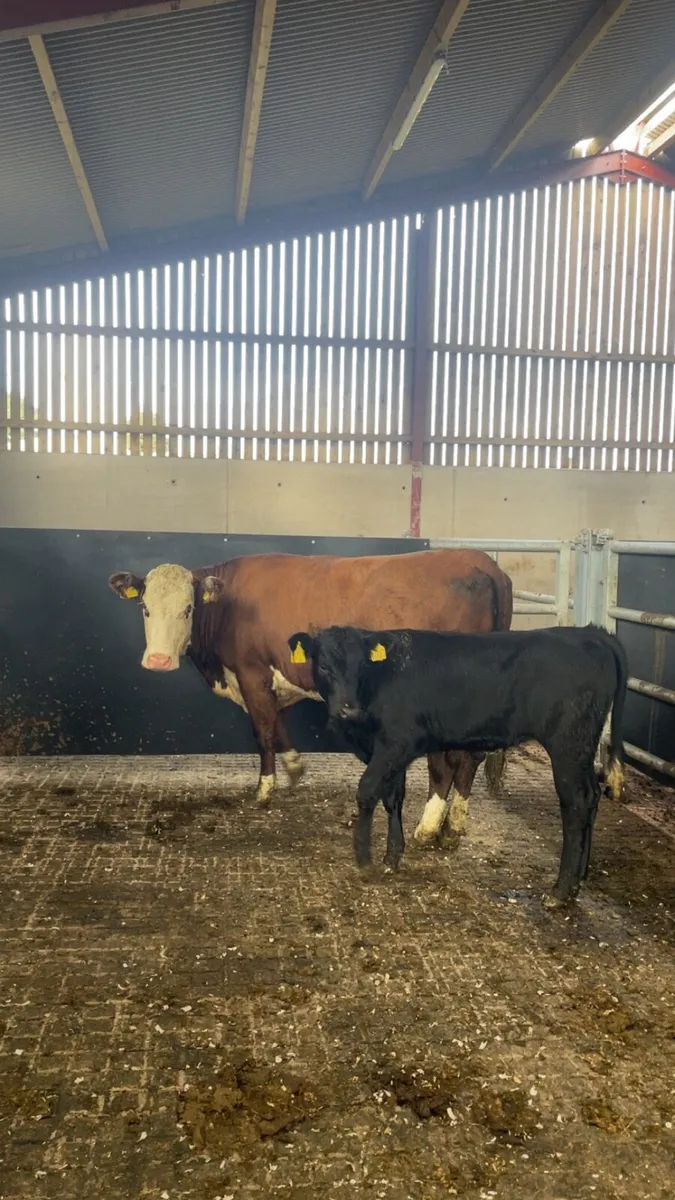 Hereford cow and calf - Image 2