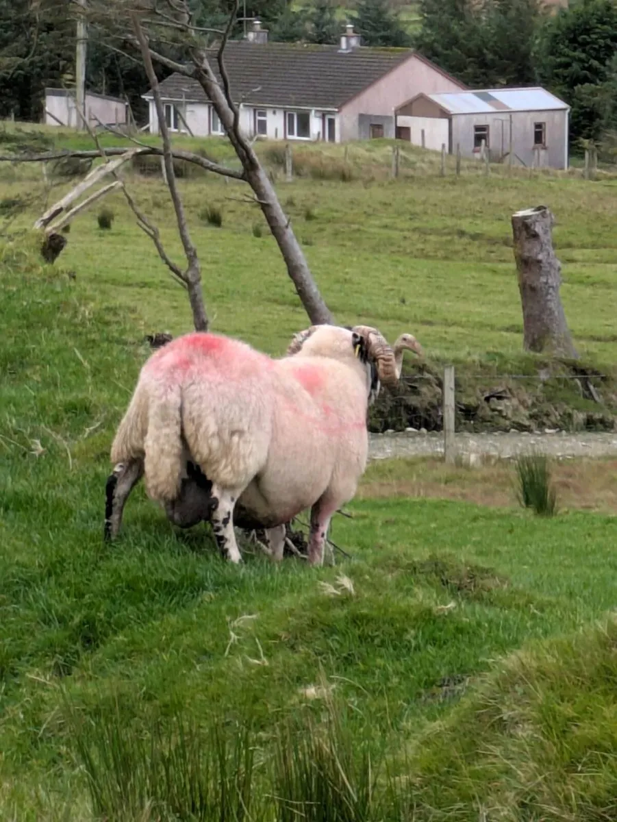 Ram - Image 1