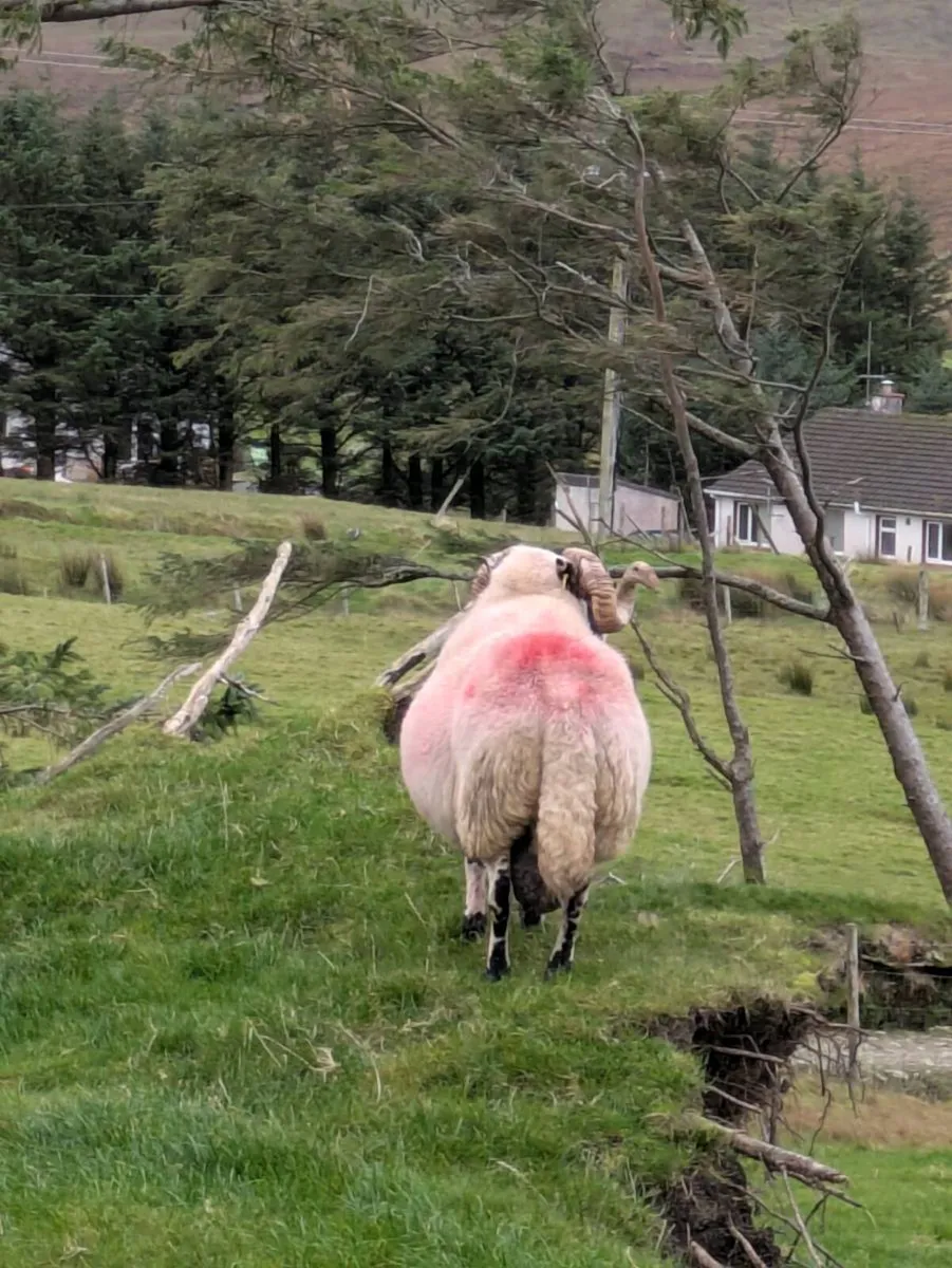 Ram - Image 2