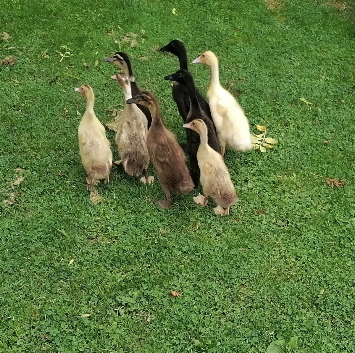 Clearance of Ducks