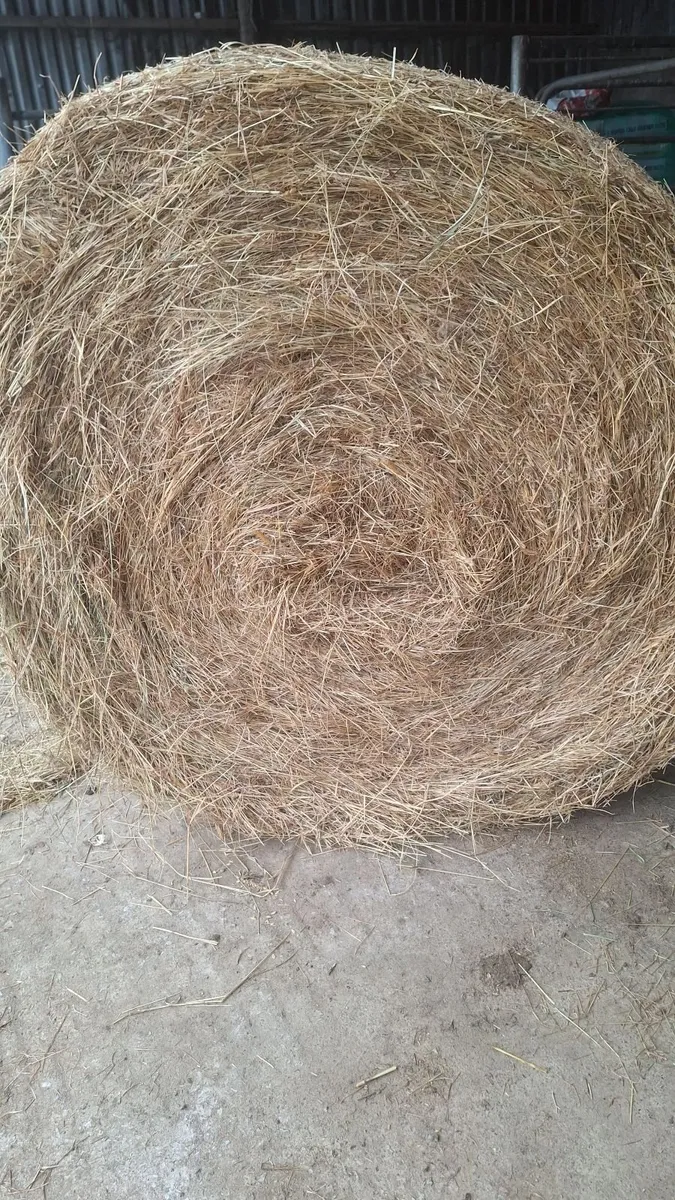 Hay