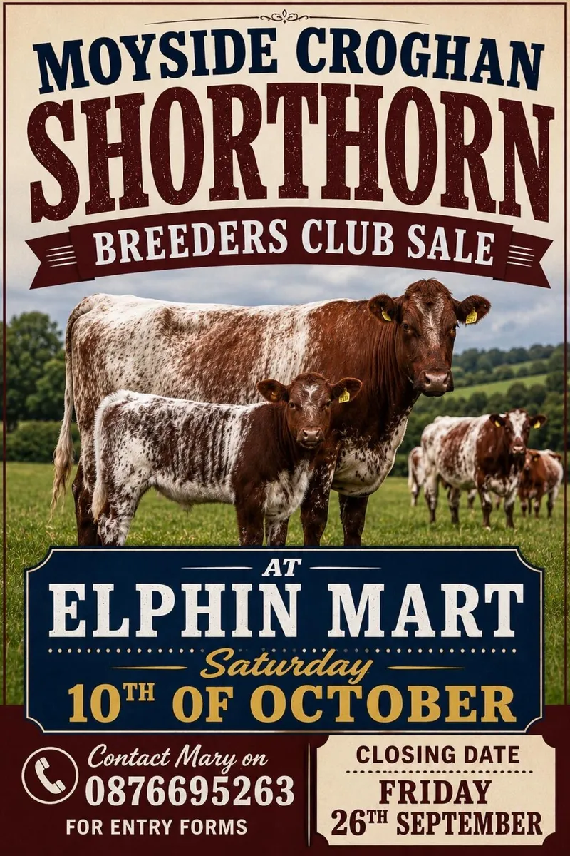 Beef shorthorn - Image 1