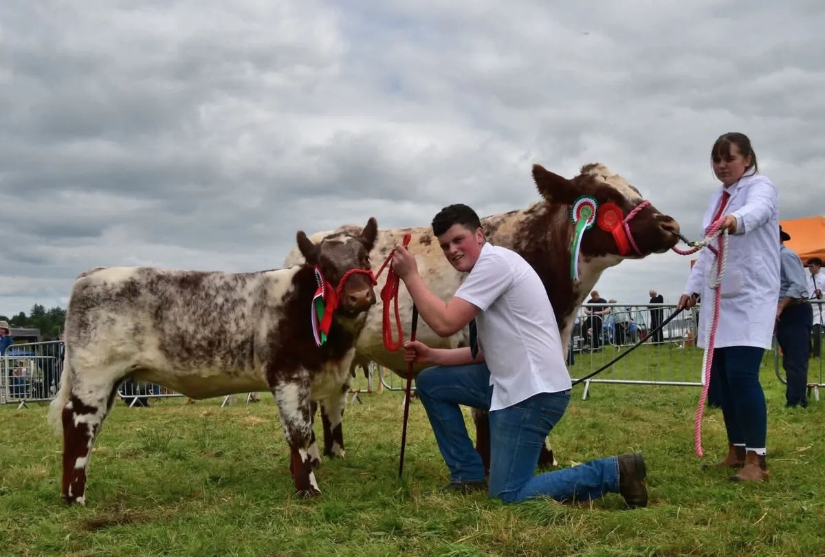 Beef shorthorn - Image 2