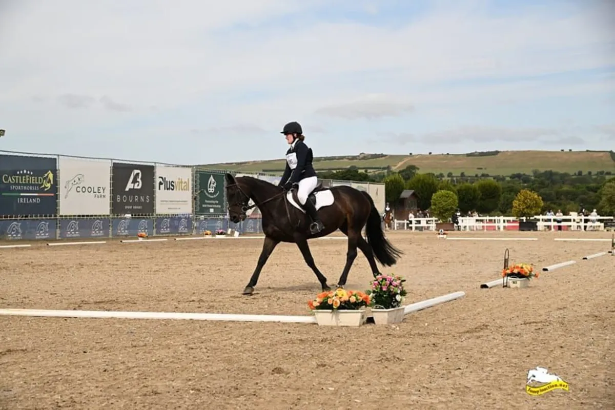 Pony 14.2 Honest All Rounder - Image 2