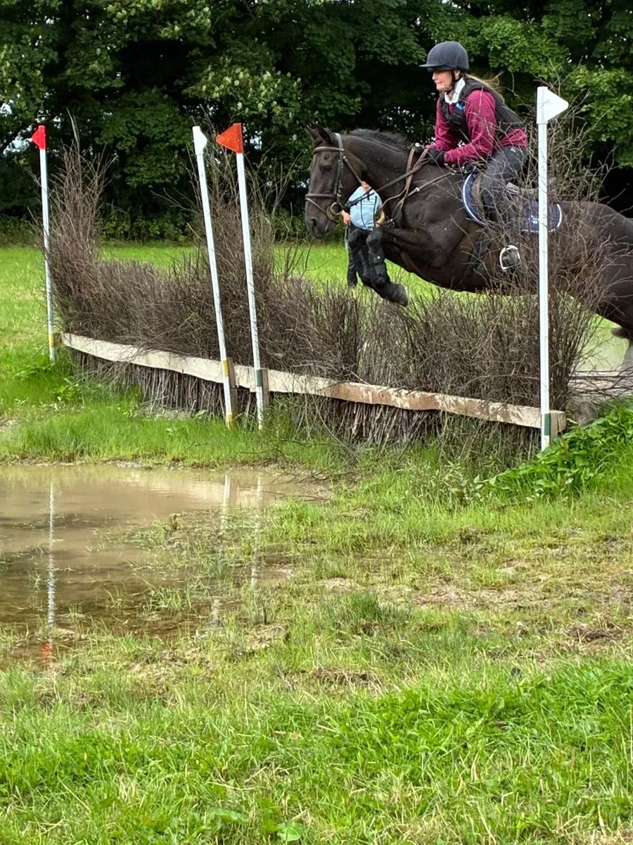 Pony 14.2 Honest All Rounder - Image 4