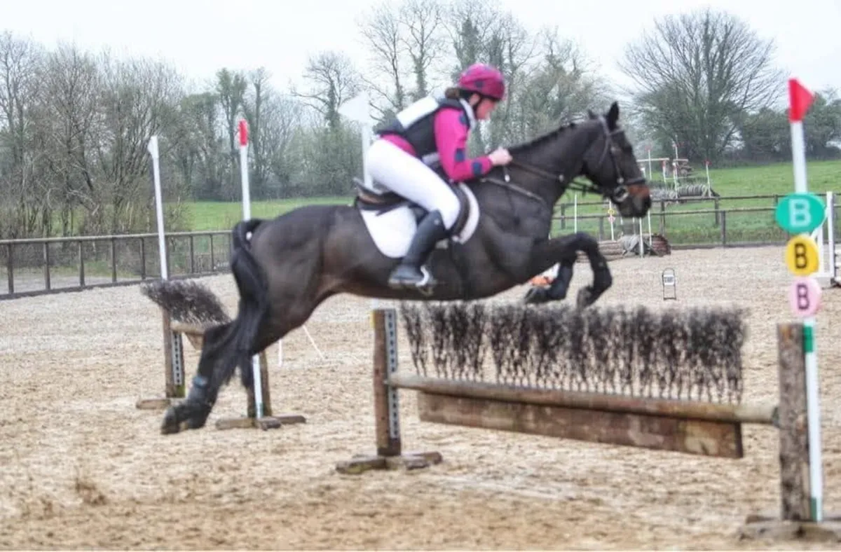 Pony 14.2 Honest All Rounder - Image 3
