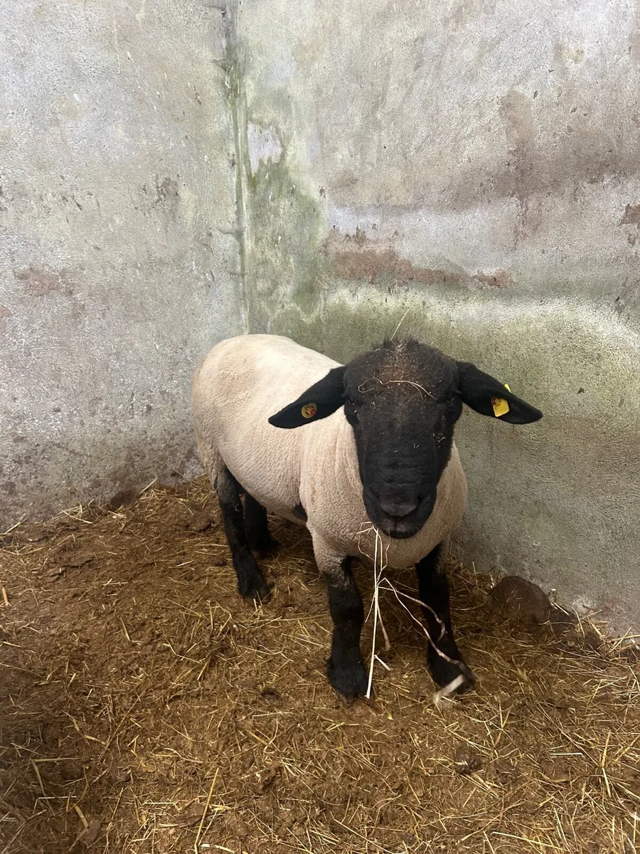 Ram - Image 1
