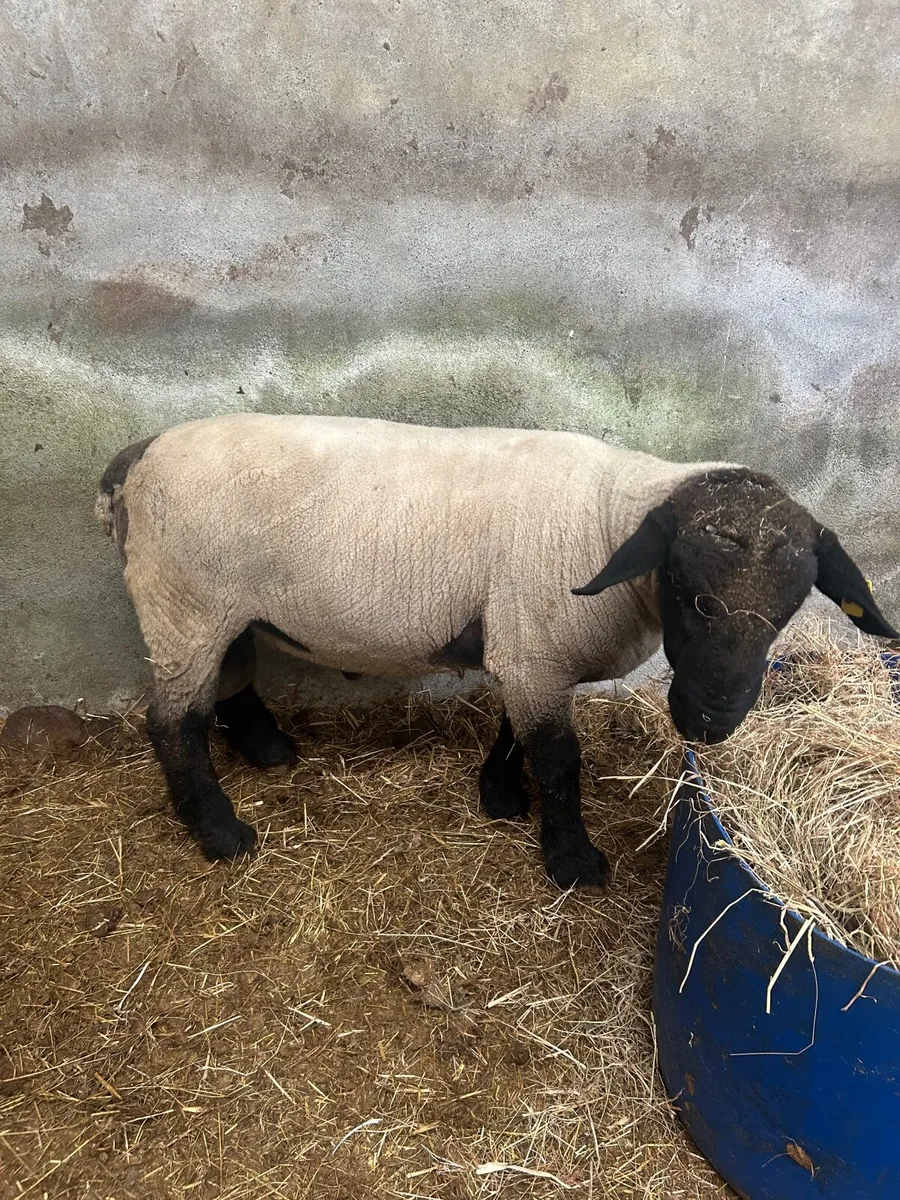 Ram - Image 2