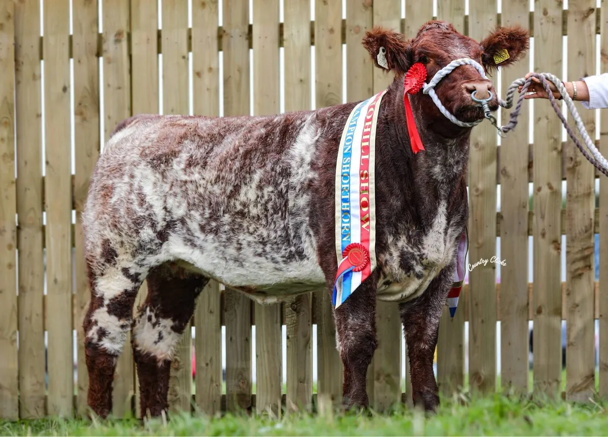 Beef shorthorn - Image 3