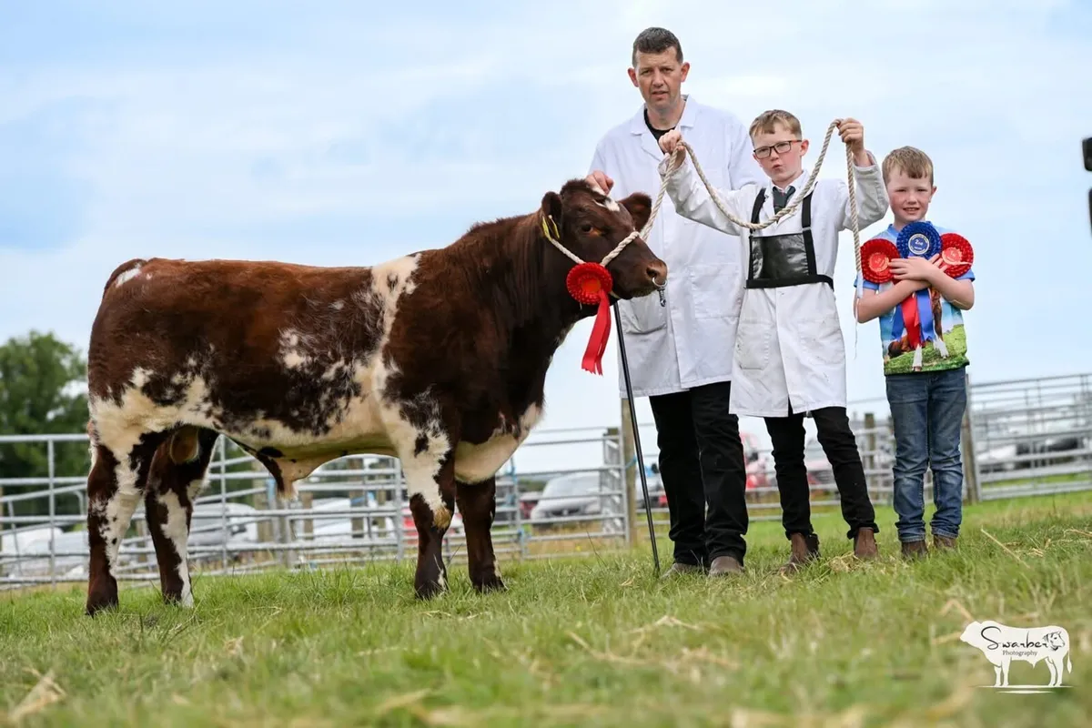 Beef shorthorn - Image 4