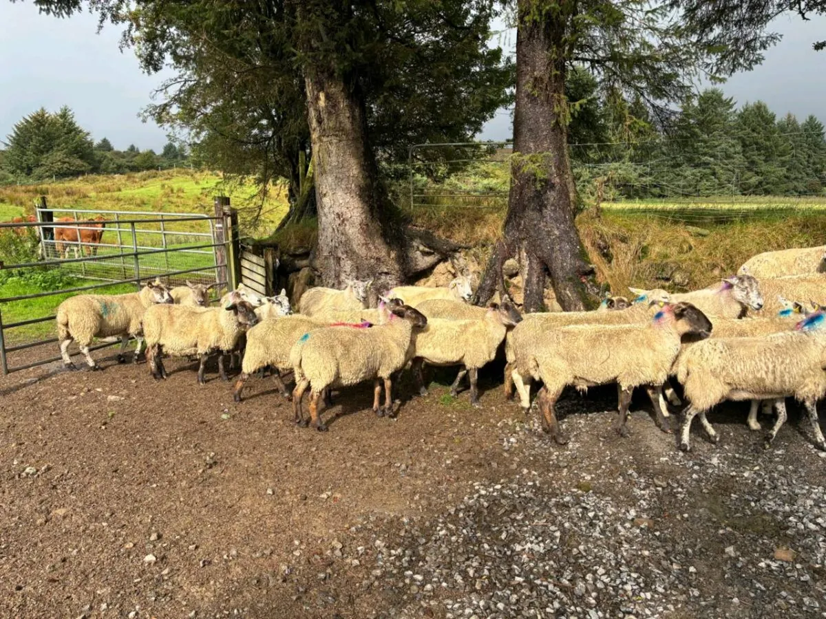 38 Ewes - Image 2