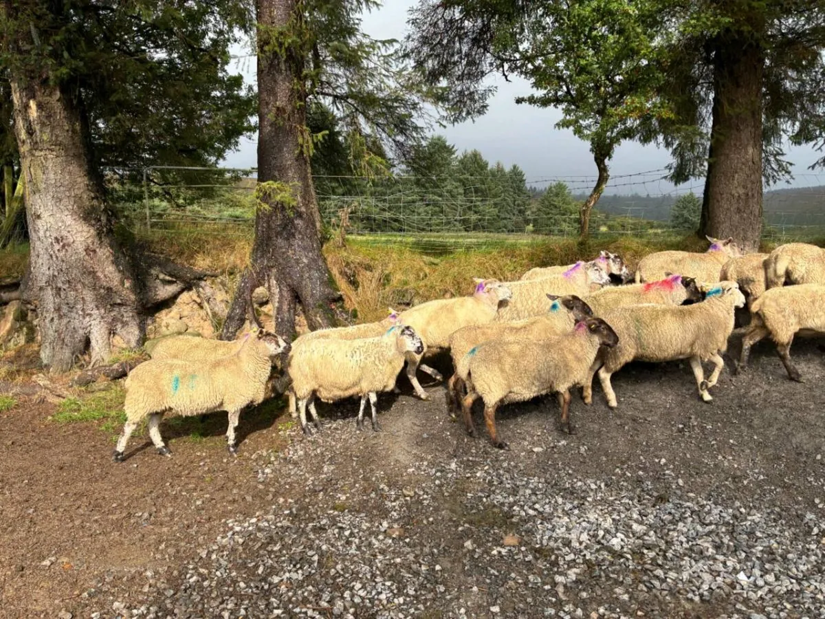 38 Ewes - Image 3