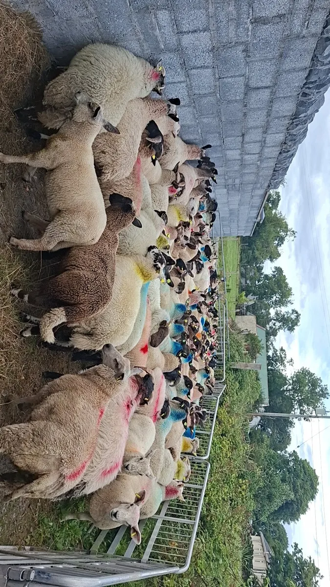 Store lambs