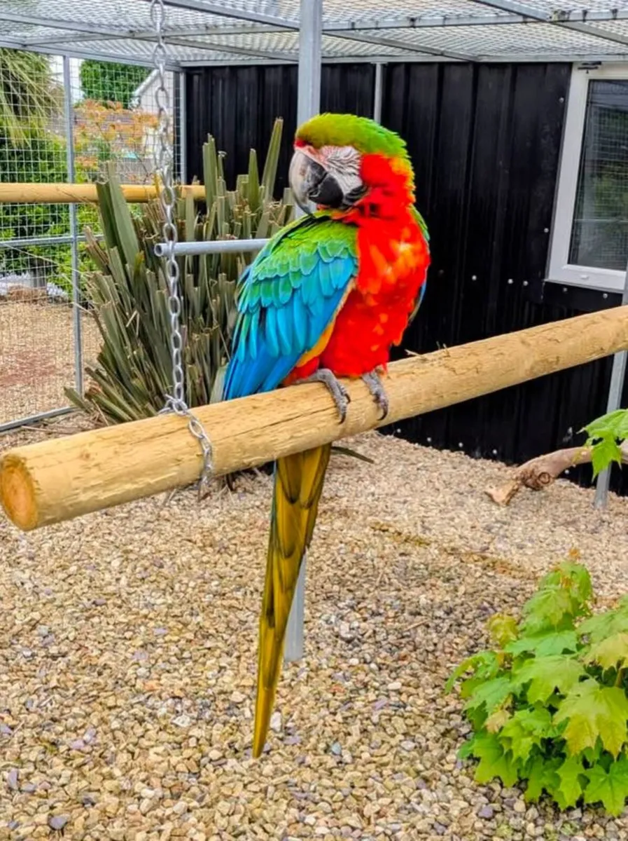 Harlequin macaw male