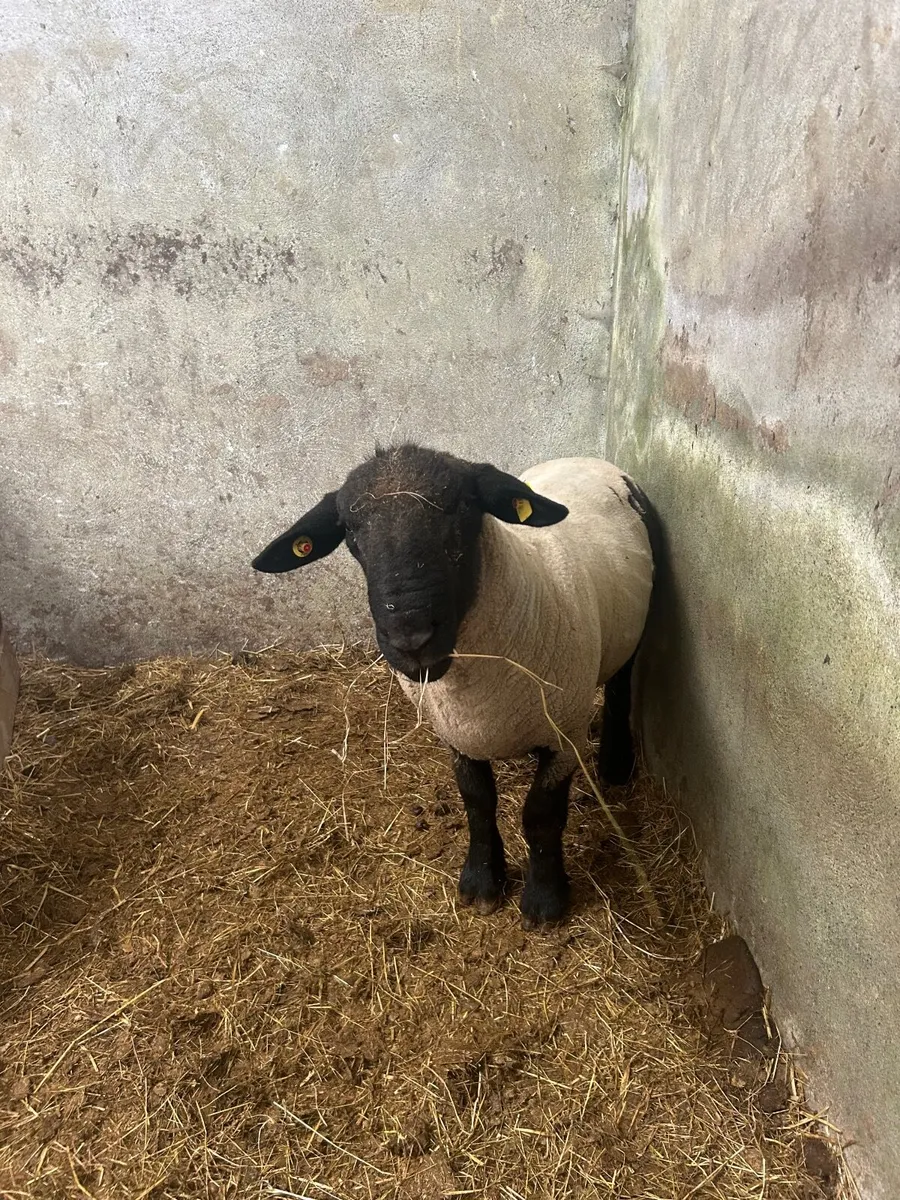 Ram - Image 3