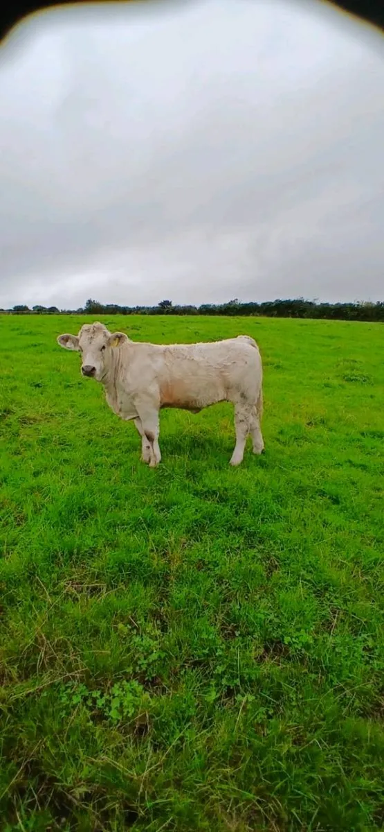 Weanling Suckler Heifers - Image 2