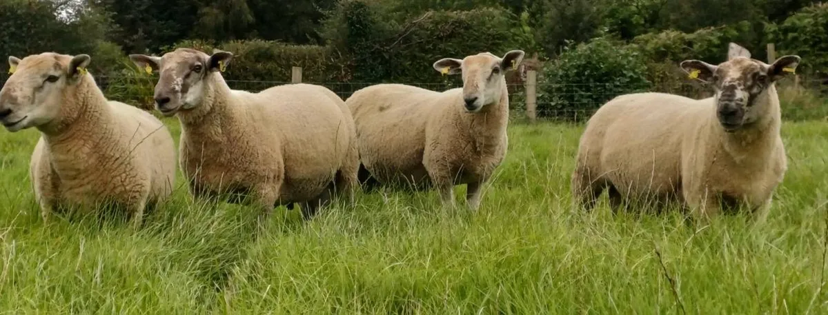 Hogget rams for sale - Image 2