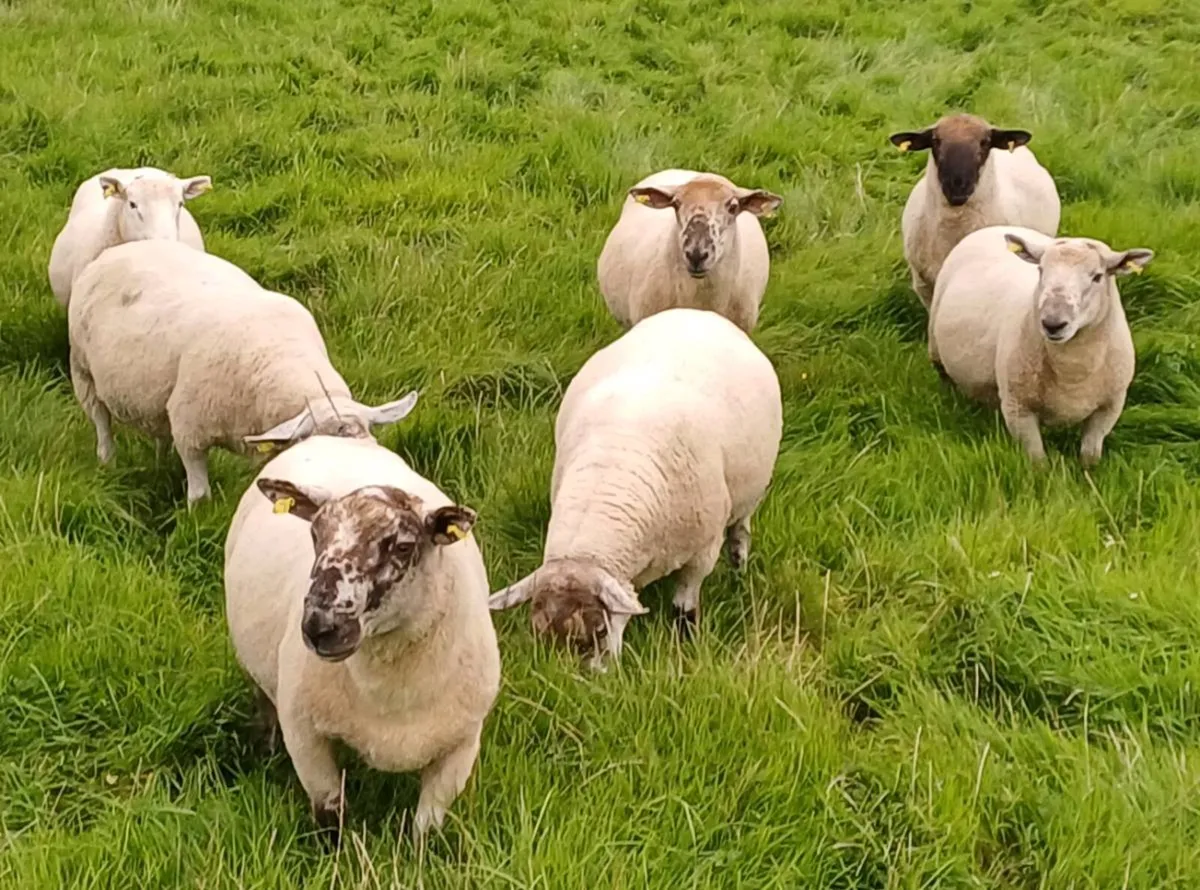 Hogget rams for sale - Image 1