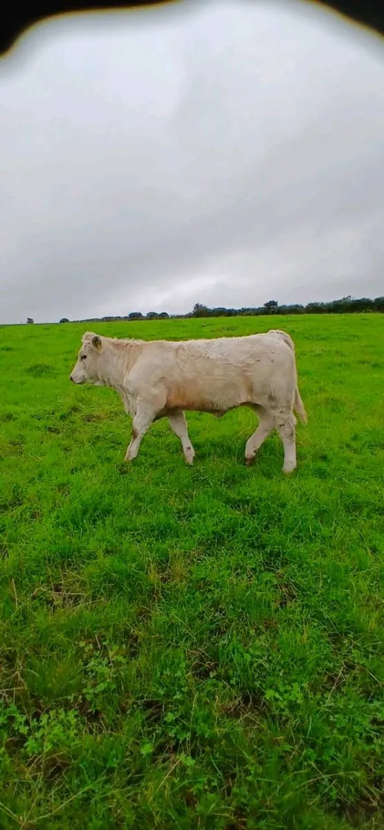 Weanling Suckler Heifers - Image 3